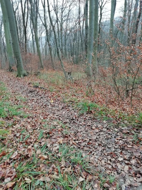 "P" in Purkersdorf