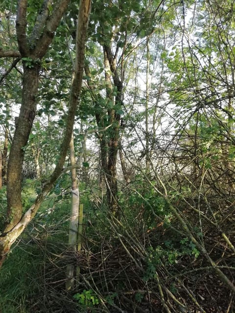 Geocache Versteck