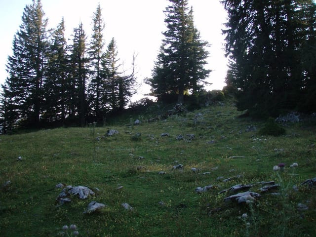 Märchenwiese